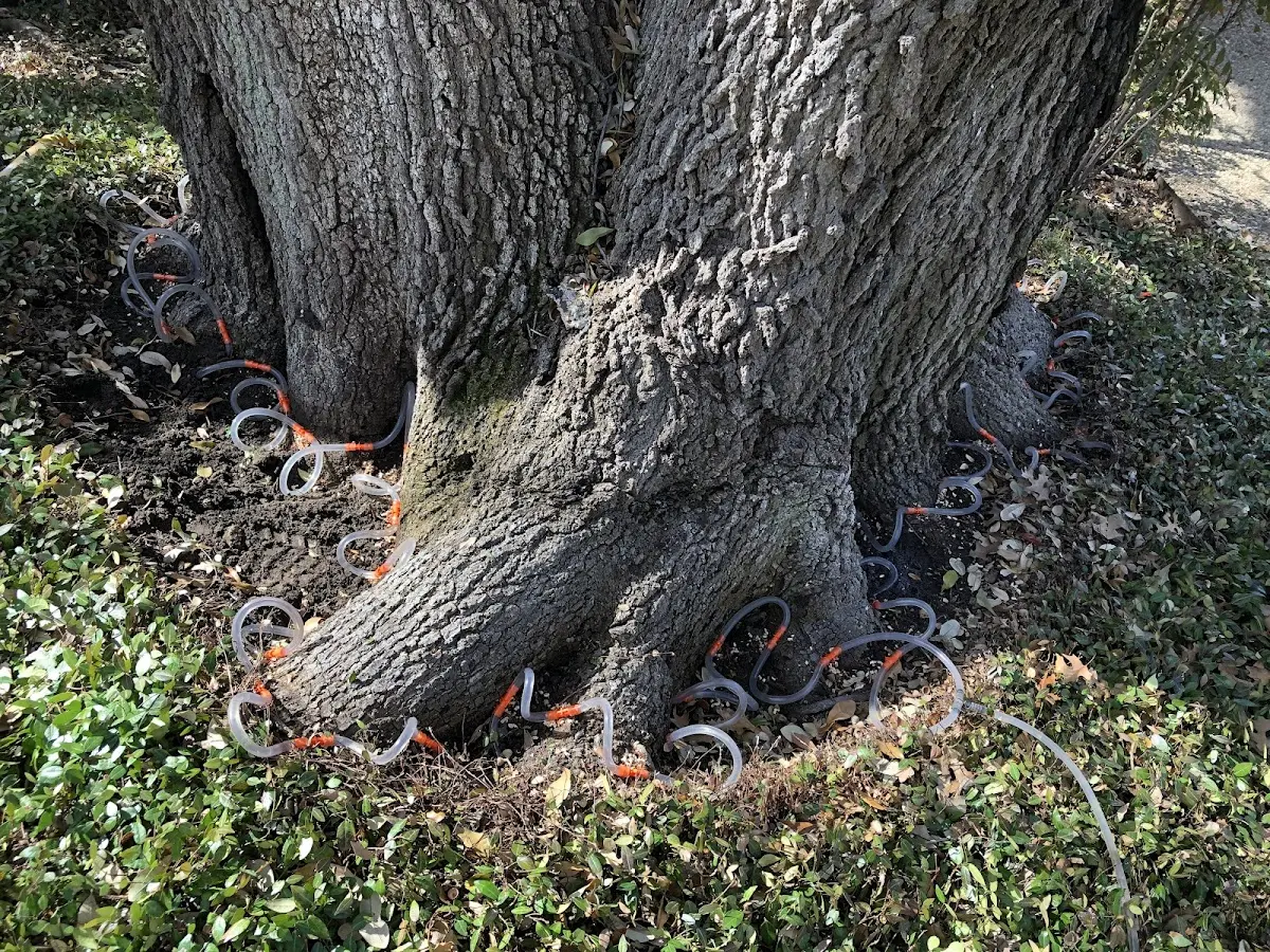 Detailed Tree Cabling and Bracing job site in Newmanstown